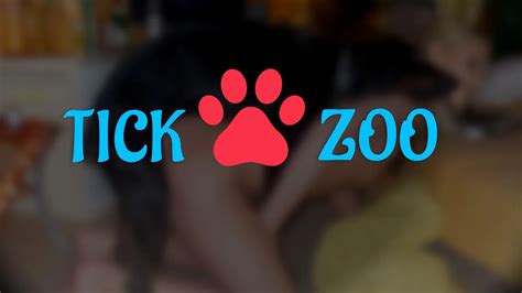 tube zoo|TickZoo.